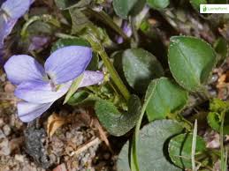 Attēlu rezultāti vaicājumam “Viola rupestris bud”