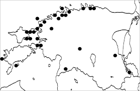 Attēlu rezultāti vaicājumam “Cetraria sepincola”