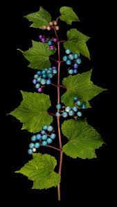 Attēlu rezultāti vaicājumam “Ampelopsis glandulosa var. brevipedunculata”