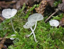 Attēlu rezultāti vaicājumam “Delicatula integrella”