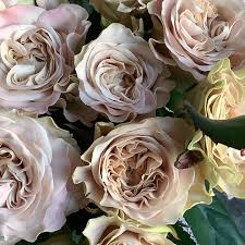 「花薔薇エルフ」の画像検索結果