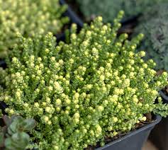 Image result for Sedum acre