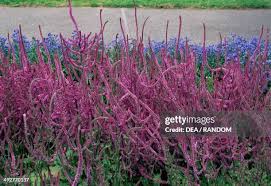 Attēlu rezultāti vaicājumam “Plumbaginaceae”