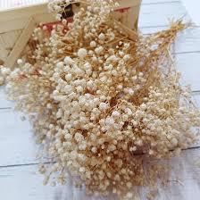 Attēlu rezultāti vaicājumam “Gypsophila fastigiata bud”