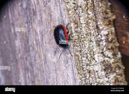 Attēlu rezultāti vaicājumam “Chrysolina sanguinolenta”