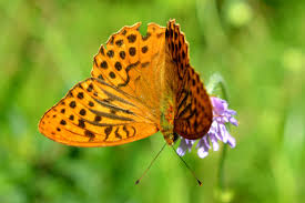 Attēlu rezultāti vaicājumam “Argynnis paphia larva”
