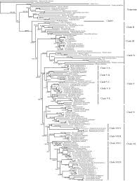 Image result for Cyprinus multitaeniatus