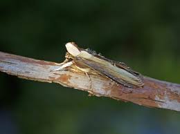Attēlu rezultāti vaicājumam “Shargacucullia scrophulariae larva”