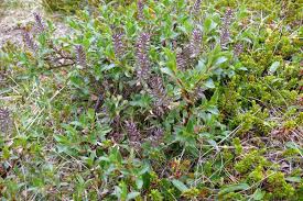 Attēlu rezultāti vaicājumam “Salix myrsinifolia”