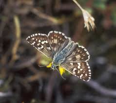 Attēlu rezultāti vaicājumam “Pyrgus serratulae upperside”