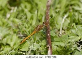 Attēlu rezultāti vaicājumam “Sympetrum sanguineum male”