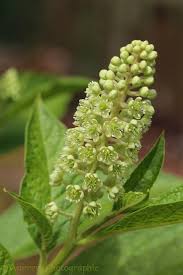 Attēlu rezultāti vaicājumam “Phytolacca acinosa flower”