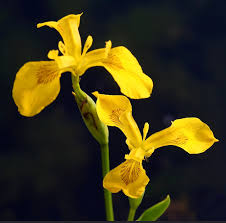 Attēlu rezultāti vaicājumam “Iris pseudacorus flower”