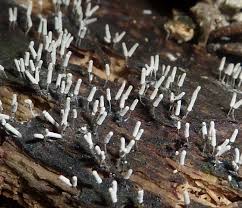 Attēlu rezultāti vaicājumam “Arcyria cinerea”