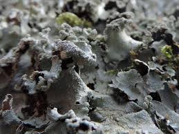 Attēlu rezultāti vaicājumam “Cetrelia sp.”