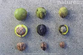 Attēlu rezultāti vaicājumam “Juglans ailanthifolia”