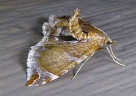 Attēlu rezultāti vaicājumam “Eulithis sp.”