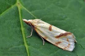 Attēlu rezultāti vaicājumam “Agapeta hamana”