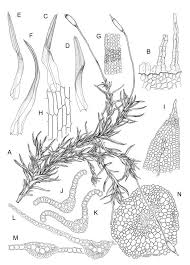 Attēlu rezultāti vaicājumam “Bryoerythrophyllum recurvirostrum sporophyte”