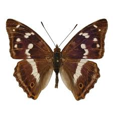 Attēlu rezultāti vaicājumam “Apatura iris”