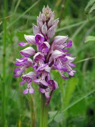 Attēlu rezultāti vaicājumam “Orchis militaris leaf”