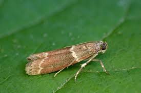 Attēlu rezultāti vaicājumam “Pyralididae”