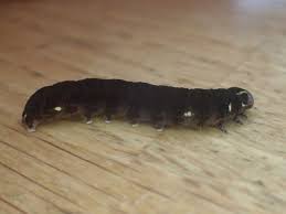 Attēlu rezultāti vaicājumam “Eupsilia transversa”