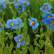 Image result for Scheinmohn blau