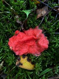 Attēlu rezultāti vaicājumam “Paradiacheopsis sp.”