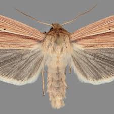 Attēlu rezultāti vaicājumam “Mythimna impura”