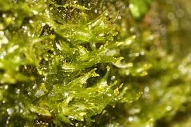 Attēlu rezultāti vaicājumam “Metzgeria violacea”