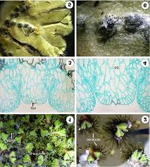 Attēlu rezultāti vaicājumam “Ricciocarpos natans”