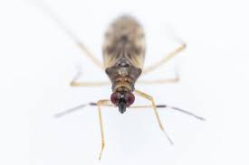 Attēlu rezultāti vaicājumam “Dicyphus sp.”