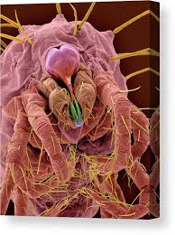 Attēlu rezultāti vaicājumam “Panonychus”