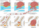 Circulating Tumor Cells for Cancer Diagnosis and Prognosis ...