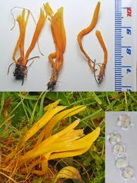 Attēlu rezultāti vaicājumam “Clavulinopsis cinerioides”