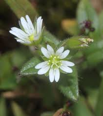 Attēlu rezultāti vaicājumam “Cerastium holosteoides fruit”