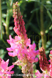 Image result for Onobrychis viciifolia