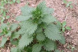 Attēlu rezultāti vaicājumam “Urtica urens”