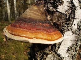 Attēlu rezultāti vaicājumam “Fomitopsis pinicola”