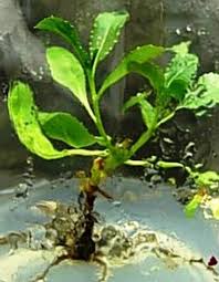 Attēlu rezultāti vaicājumam “Populus x berolinensis”