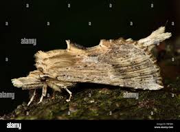 Attēlu rezultāti vaicājumam “Pterostoma palpina”