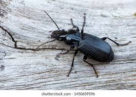 Attēlu rezultāti vaicājumam “Pterostichus melanarius”