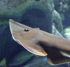 Image result for Glaucostegus cemiculus