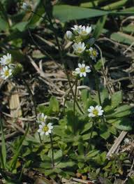 Attēlu rezultāti vaicājumam “Erophila verna”