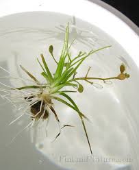 Attēlu rezultāti vaicājumam “Subularia aquatica”