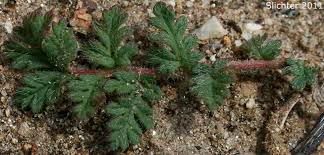 Attēlu rezultāti vaicājumam “Erodium cicutarium leaf”