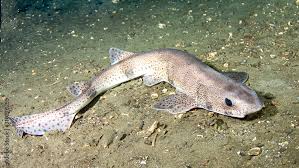 Image result for Scyliorhinus canicula