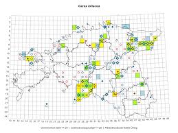 Attēlu rezultāti vaicājumam “Carex loliacea”