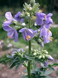 Attēlu rezultāti vaicājumam “Polemonium caeruleum flower”